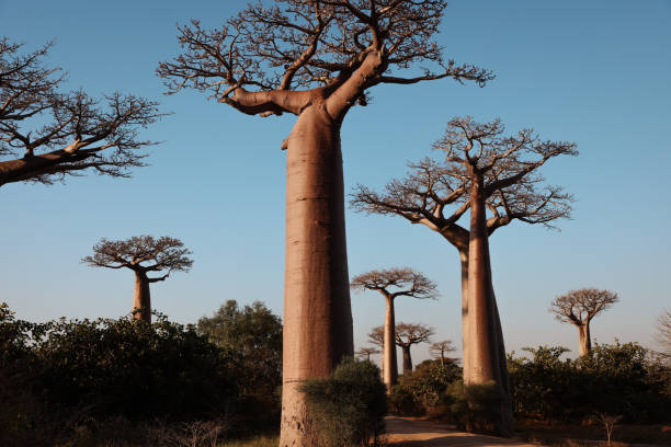 istock Discover the unique baobab trees lining Baobab Alley in Madagascar under a clear blue sky during a serene afternoon 2168003389