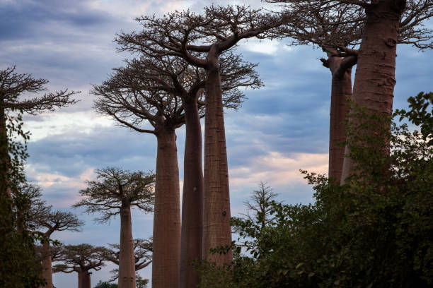 istock Explore the majestic baobab trees lining Baobab Alley in Madagascar during a stunning twilight 2168003416