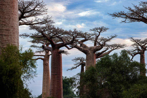 istock Exploring Baobab Alley in Madagascar at dusk, where towering trees create a majestic natural pathway 2168003457