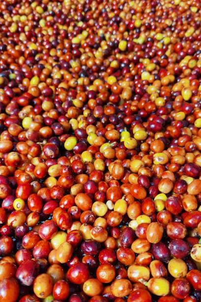 istock close up of fresh coffee beans 2168005474