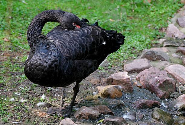 A BEAUTIFUL BIRD BLACK SWAN RUNNING ON WATER PREPARING FOR TAKE OFF