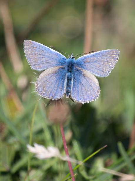 istock A Common Blue butterfly with wings spread 2168006172