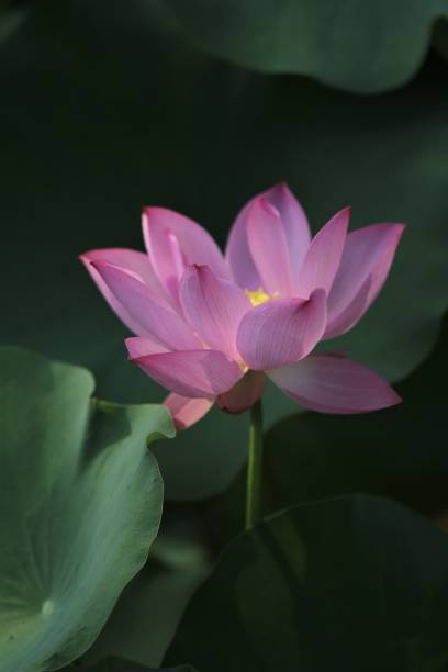 istock pink lotus flower 2168007726
