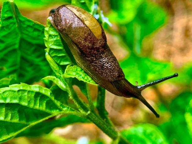 istock a snail crawls over a plant 2168007992