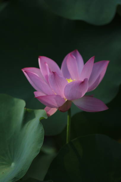 istock pink lotus flower 2168008266