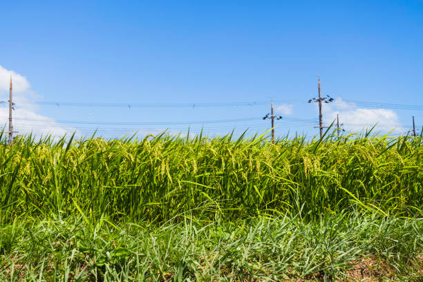 Rice field and blue sky Image of summer