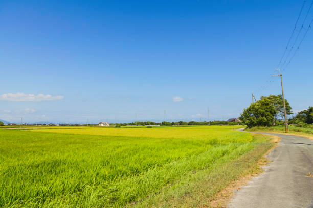 istock Rice field and blue sky Image of summer 2168009481
