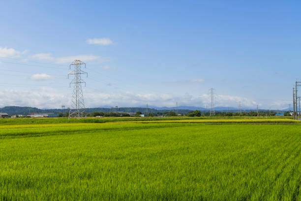 istock Rice field and blue sky Image of summer 2168009616