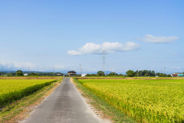 istock Rice field and blue sky Image of summer 2168009663