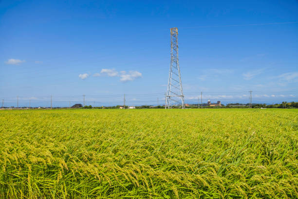istock Rice field and blue sky Image of summer 2168009789
