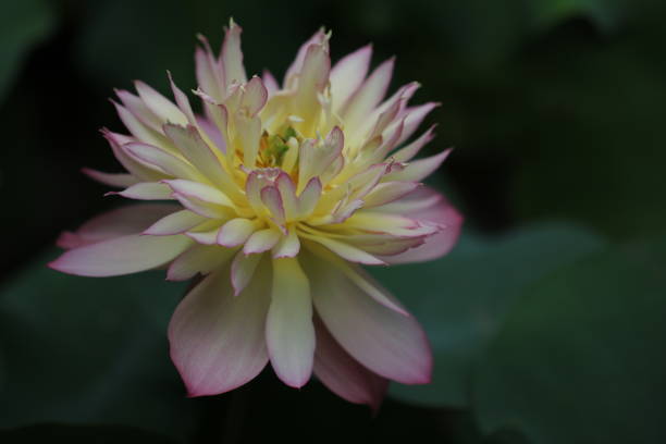 istock pink lotus flower 2168010174