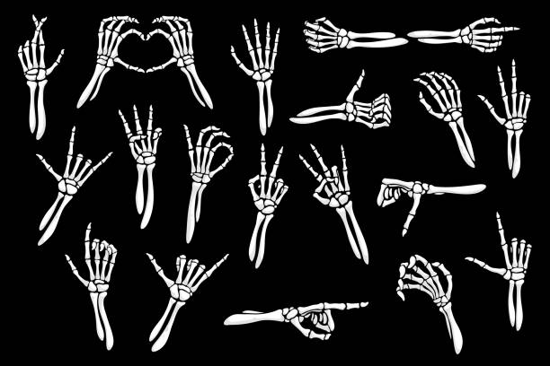 ilustraciones, imágenes clip art, dibujos animados e iconos de stock de gestos de manos esqueléticas, siluetas de huesos de dedos - esqueleto humano