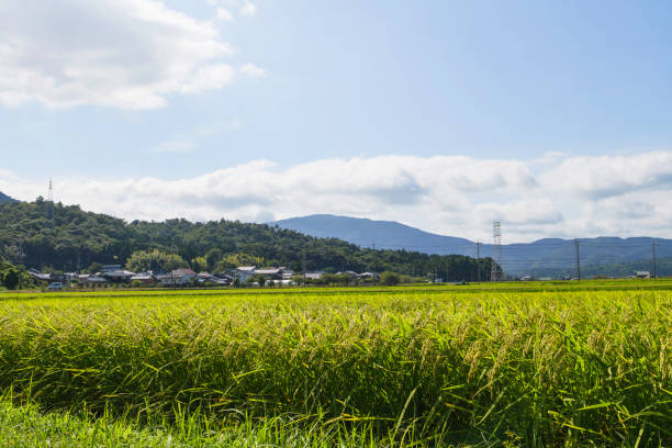 istock Rice field and blue sky Image of summer 2168011827