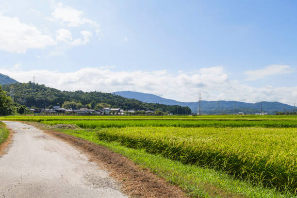 istock Rice field and blue sky Image of summer 2168011844
