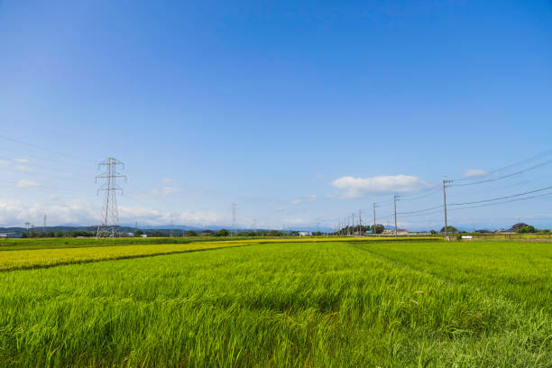 Rice field and blue sky Image of summer