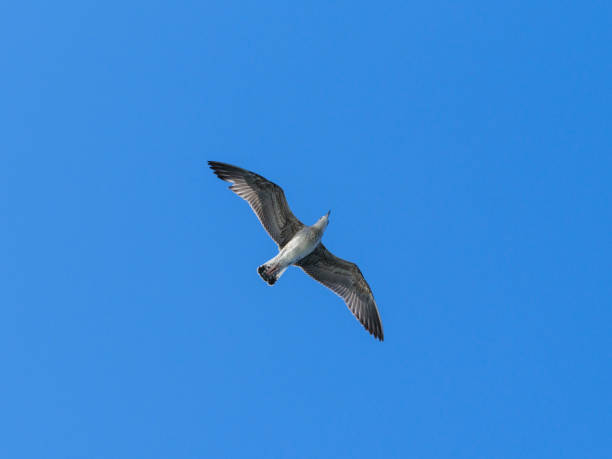 istock a cute seagull in the sky 2168012434