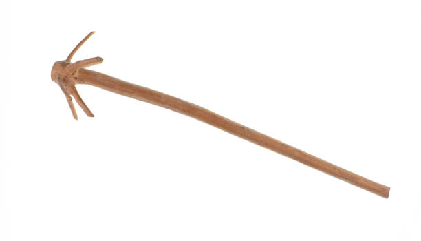 istock wooden dry stick with knots isolated on white background 2168012756