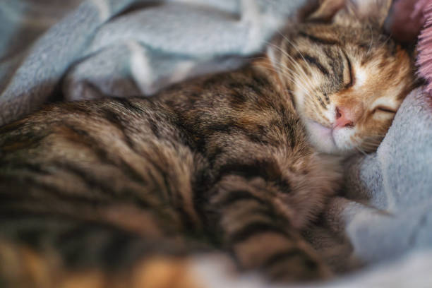 istock Sleeping tabby kitten nestled in soft blankets, capturing a peaceful and cozy moment, highlighting the innocence and tranquility of the young cat 2168012757