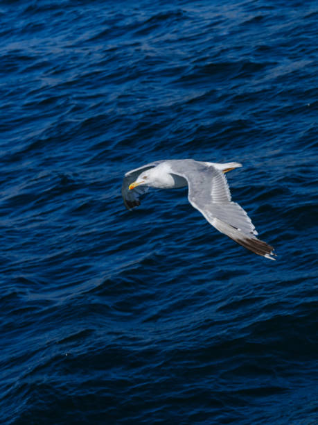 istock a beautiful seagull flying over the sea 2168013134