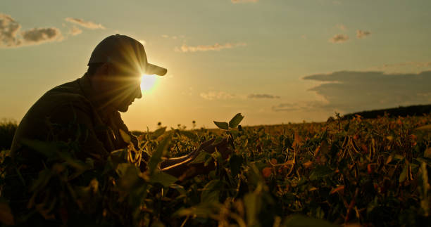 istock A farmer examines crops in a field during sunset, with the warm sunlight casting a serene glow. 2168014595