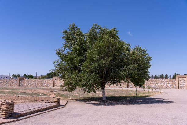 istock A tree is standing in a field with a blue sky above it. The tree is surrounded by a stone wall and there is a brick building in the background. The scene is peaceful and serene 2168016728