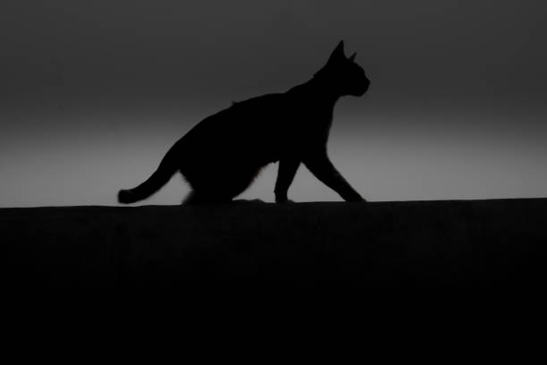 istock Silhouette of a cat standing on a wall fence 2168017761