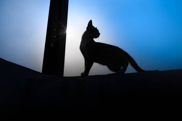 istock Silhouette of a cat standing on a wall fence 2168017791