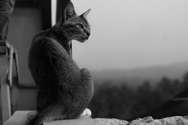 Black and white photo of a cat sitting on the bed at home looking at the opened window at roof apartment