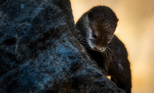 istock A Cute and Charming Otter Climbing a Rock 2168018004