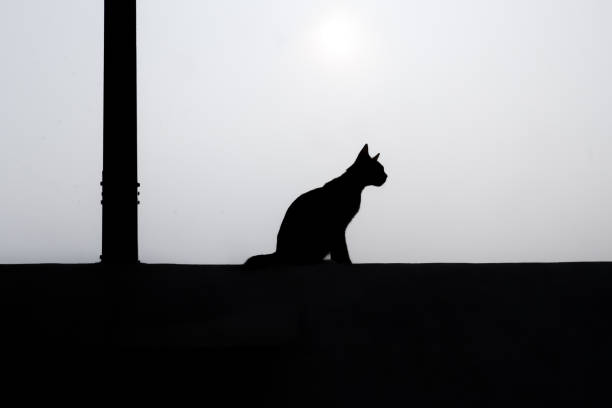 istock Silhouette of a cat sitting on a wall 2168018032