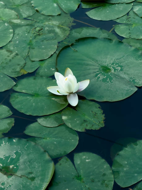 istock Chinese water lilies on water 2168019313