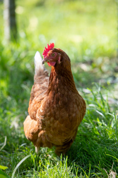 istock Red hen walking freely in a park. 2168019609