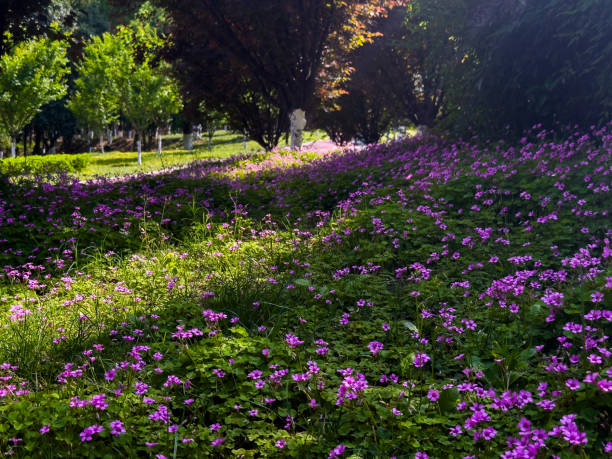 istock beautiful flowers in the garden 2168020887