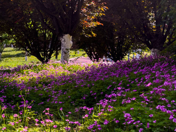 istock beautiful flowers in the garden 2168020888