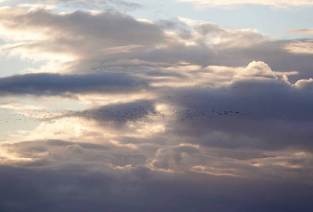 In the spring, snow geese return to Quebec