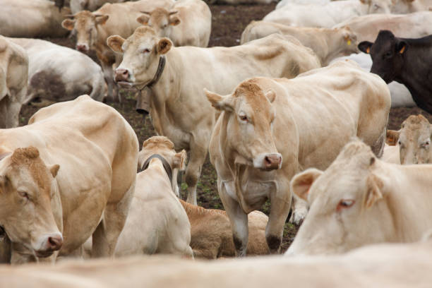 istock group of cows on a farm 2168025019