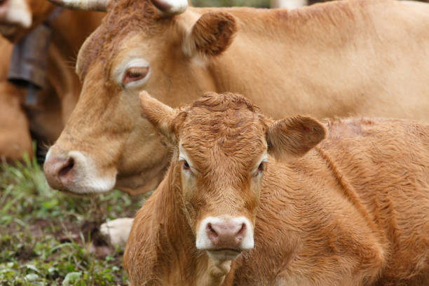 istock group of cows on a farm 2168025180