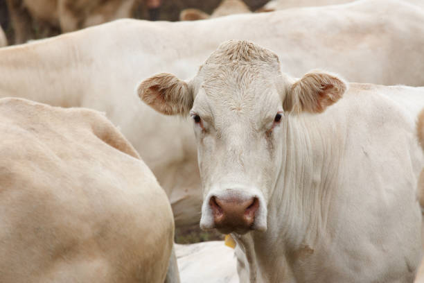 istock group of cows on a farm 2168025222