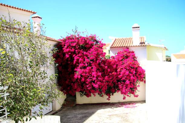 istock spring flower plant - Bougainvillea 2168025452