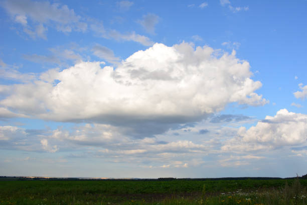 the lentil on field in summer time.