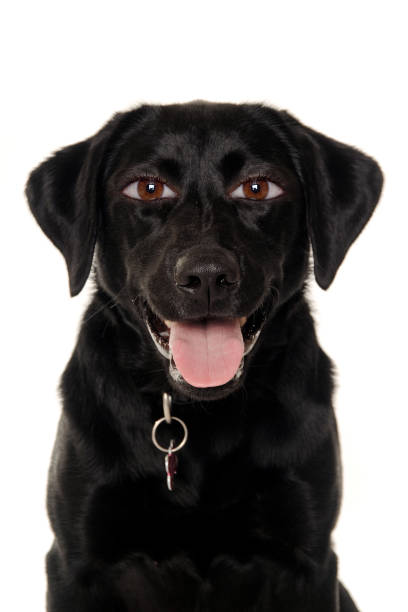 istock labrador retriever dog with human eyes 2168028793