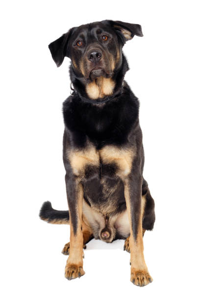 istock Sad dog sitting on a clean white background 2168028869