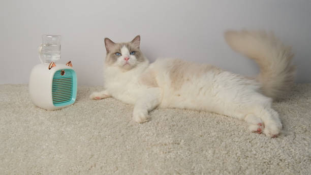 istock Cat lying in front of a electric fan. 2168030379