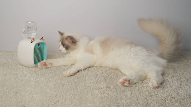 istock Cat lying in front of a electric fan. 2168030387