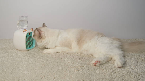 istock Cat lying in front of a electric fan. 2168030391
