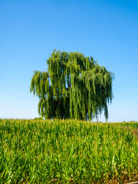 A green cornfield stretches out in the foreground, while a large weeping willow stands out in the background with its long branches gracefully cascading.