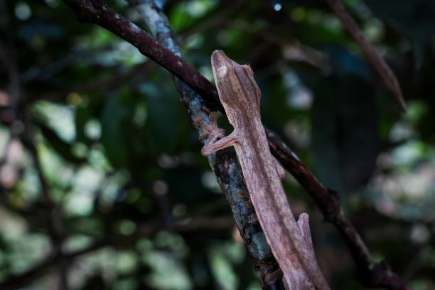 istock Discovering unique reptiles at a vibrant reptile park in Madagascar during a sunny afternoon 2168034412