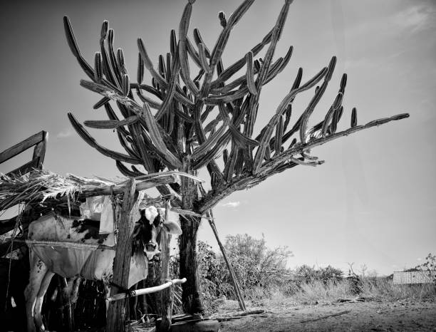 black & white photo of caatinga Brazil