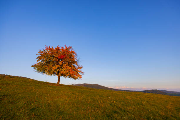 Carpathian mountains landscape, Eastern Slovakia