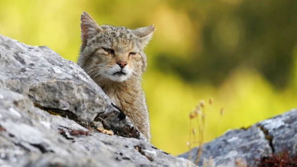 istock Close up of a bobcat (Felis silvestris) 2168036799
